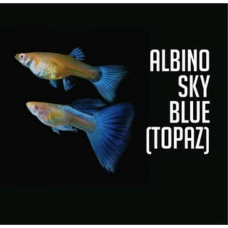 

packing seterofom (Guppy albino sky blue)