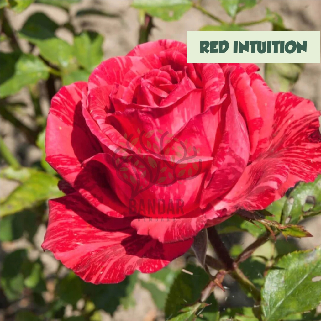 Bunga Mawar Hidup Holland Import Red Intution Tanaman Hias