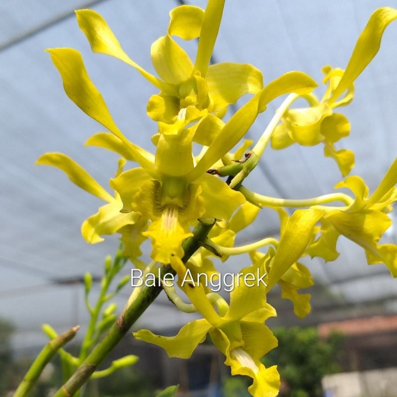 DENDROBIUM CAESAR GREEN, ANGGREK DENDROBIUM CAESAR GREEN
