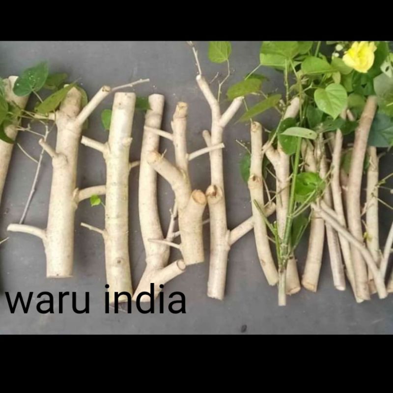 10 biji bibit stek bonsai waru india super ori