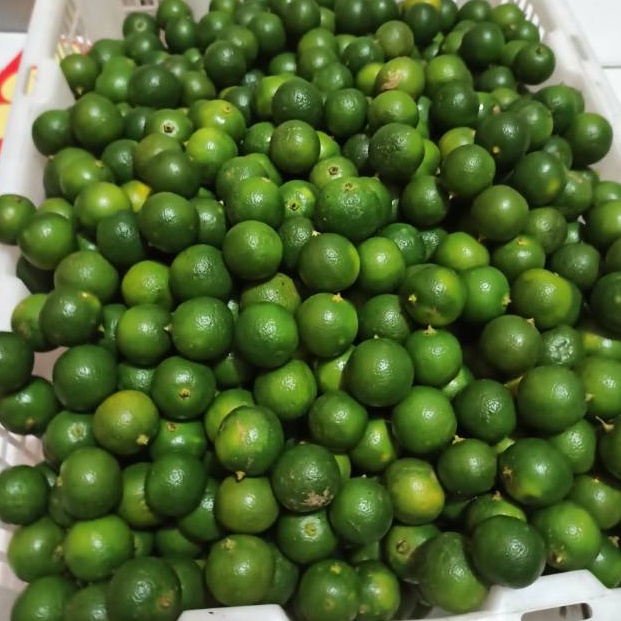 

PENJUALAN CEPATBEST SELLER JERUK KUNCI JERUK SONKIT LEMON CUI JERUK KASTURI JERUK KALAMANASI JERUK PONTIANAK