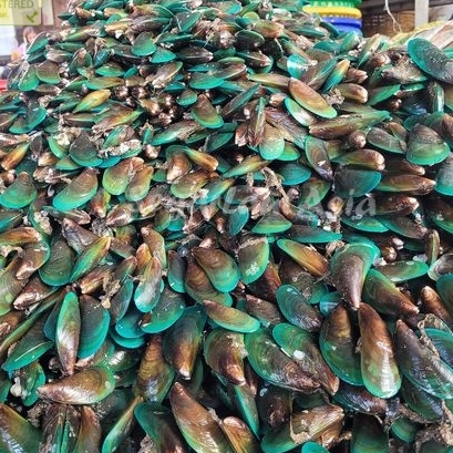 

Kerang Hijau Segar Kerang Ijo 1Kg