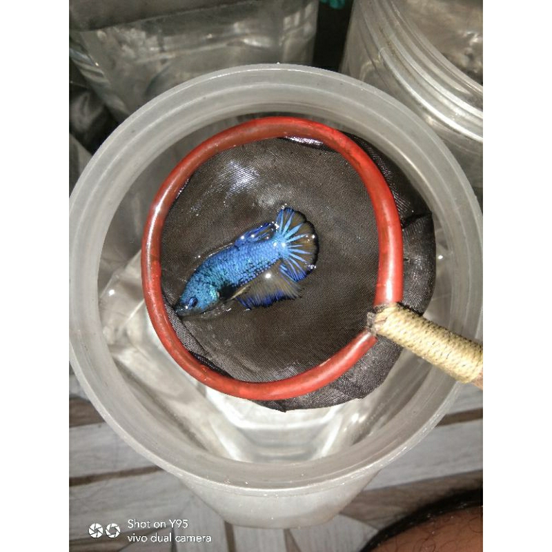 ikan cupang besgelan