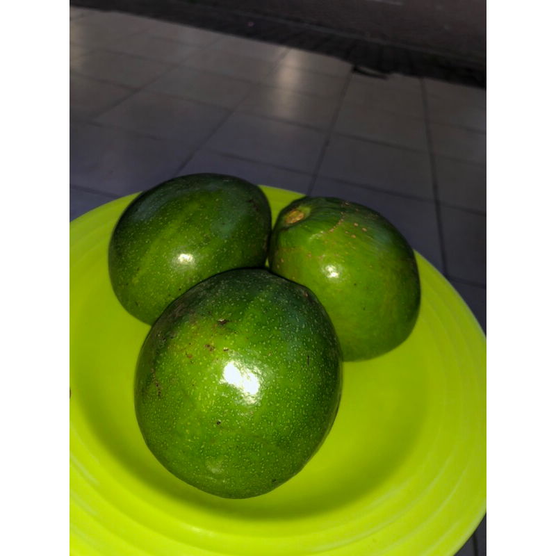 

alpukat mentega super lampung timur