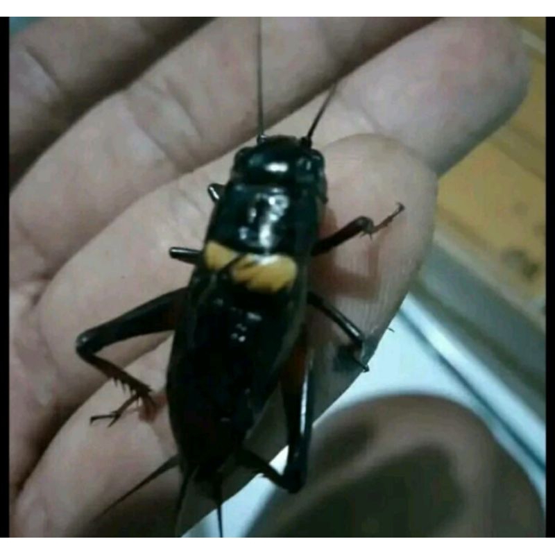 jangkrik aduan . jangkrik Genggong. jangkrik jelitong . jangkrik hitam