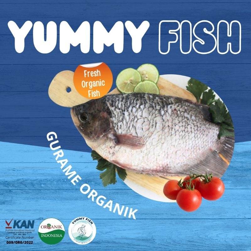 

IKAN GURAME ORGANIK / IKAN GURAMI ORGANIK ORIGINAL 400 - 500 gram