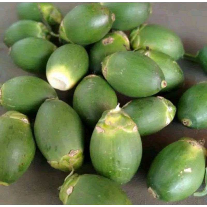 

BUAH PINANG / JAMBE MUDA FRESH || OBAT KUAT PRIA