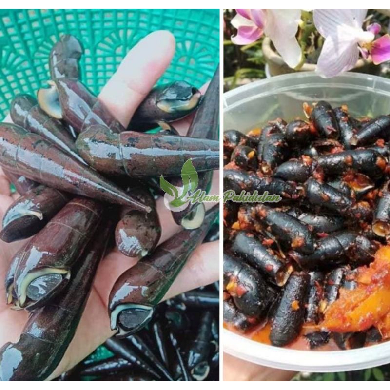 Siput Laut Segar 1kg / Tutut Sedot / Langkitang Bengawan Siput Seafood