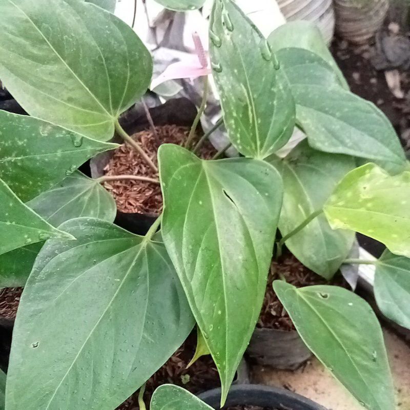 anthurium bunga pink
