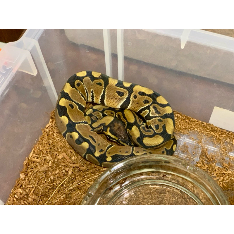 (M) Normal Ball Python [2023000210]
