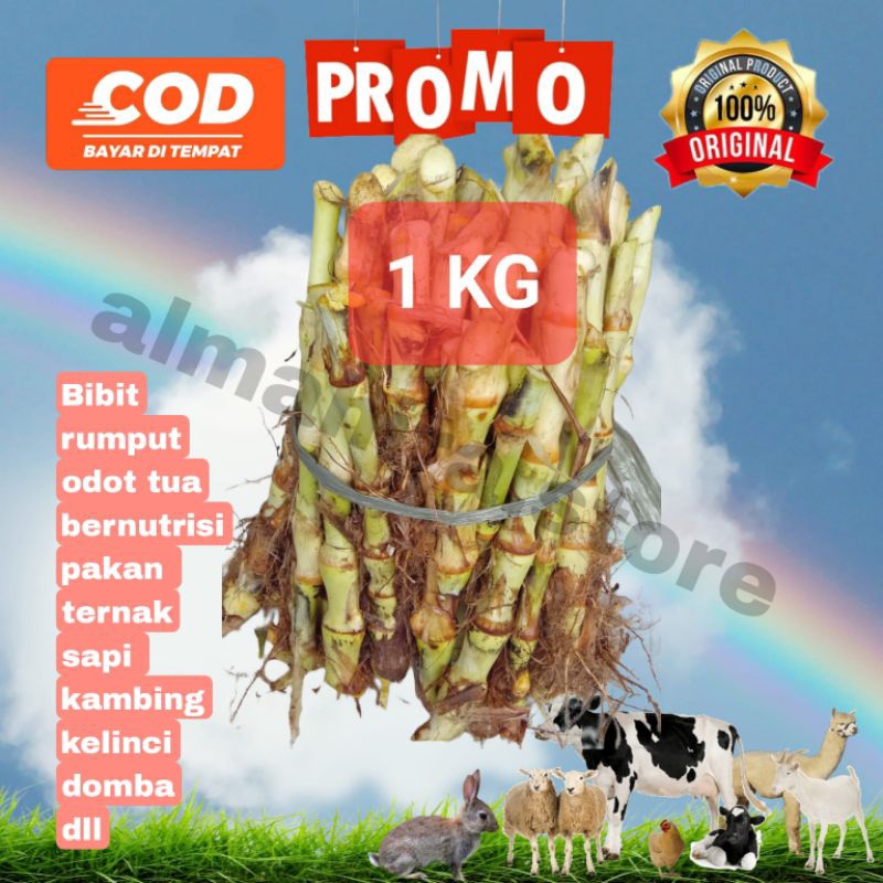 BENIH RUMPUT ODOT BIBIT TUA 1 KG BIBIT BATANG ODOT MURAH