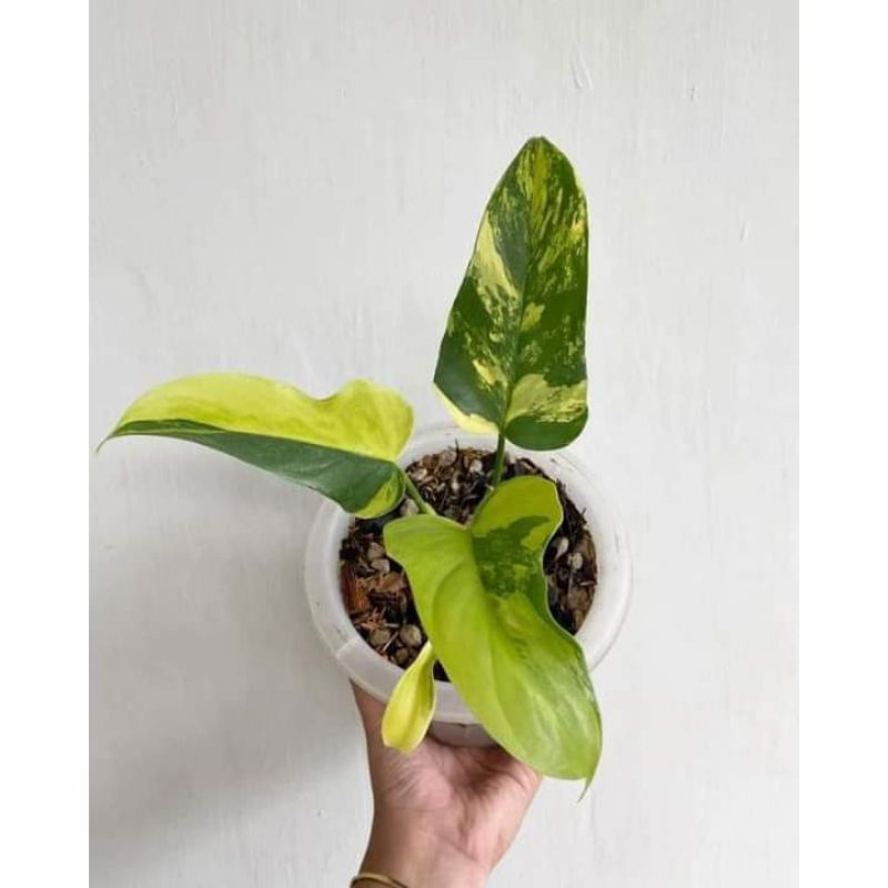 Philodendron Violin Varigata