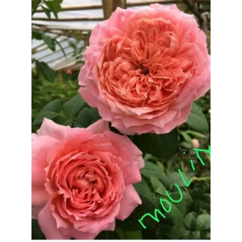 Paket Mawar import SPESIAL BUNGA BESAR