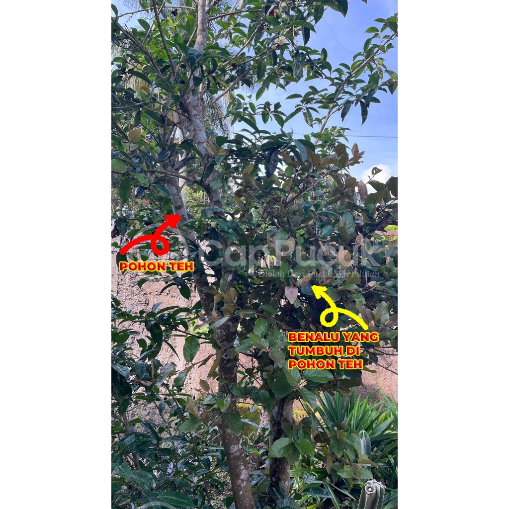 

BENALU TEH ASLI CAP PUCUK