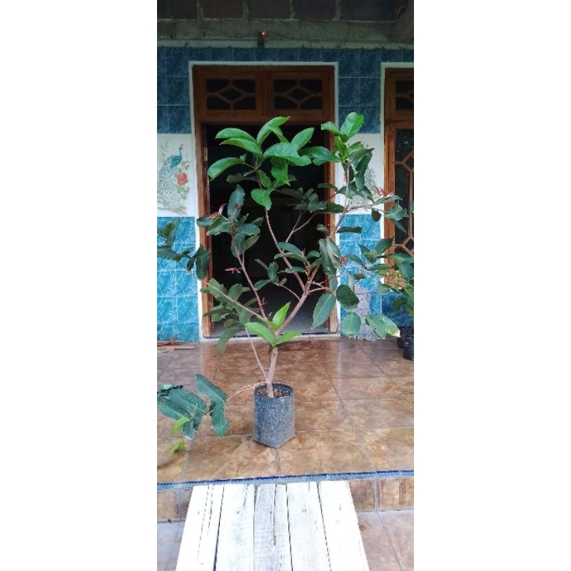 bibit pohon jambu air kiojok cangkok super besar