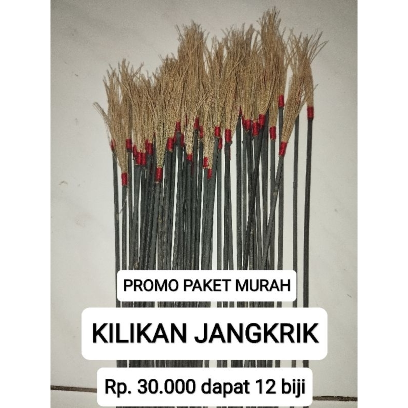 promo 12 kili jangkrik harga terjangkau