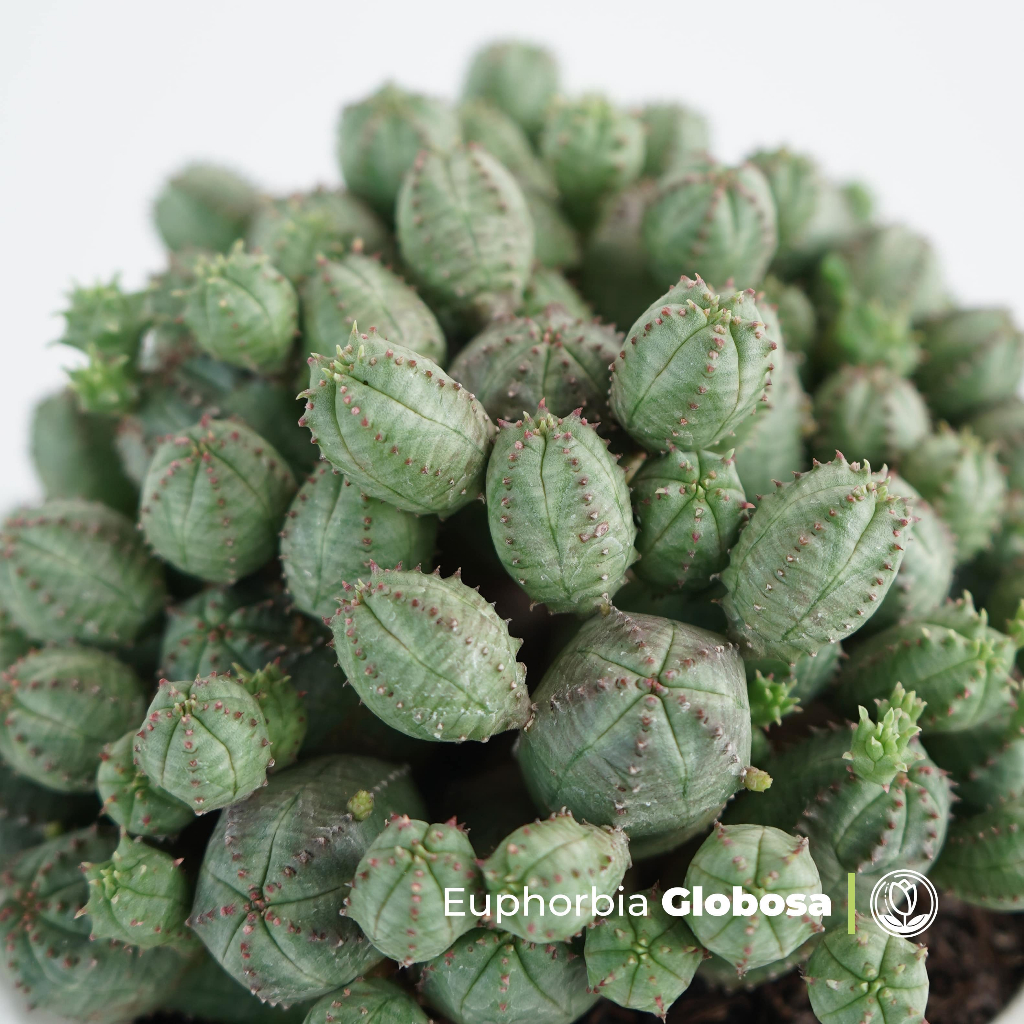 Kaktus Euphorbia Globosa