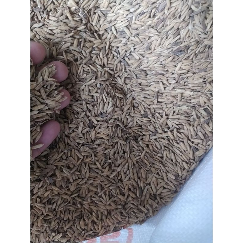 Gabah Beras Putih pakan ayam pakan burung 1kg