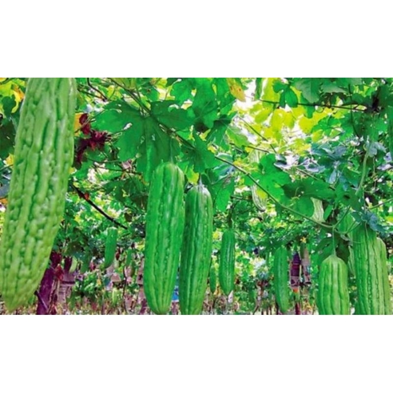 10biji benih pare/paria bibit pare super, benih sayuran