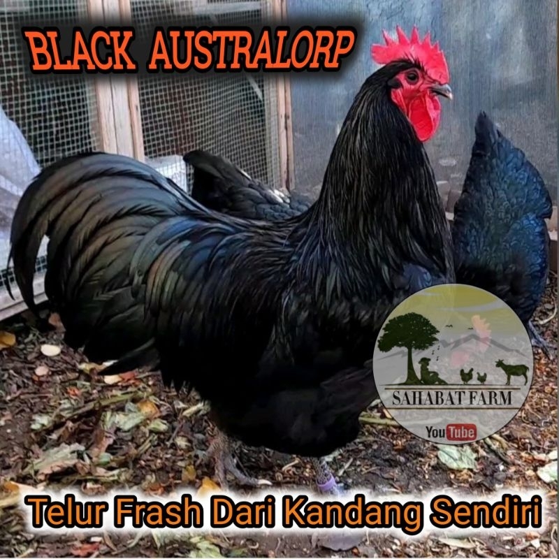 

Telur Tetas Fertil Ayam Petelur BLACK AUSTRALORP Ori 1Butir