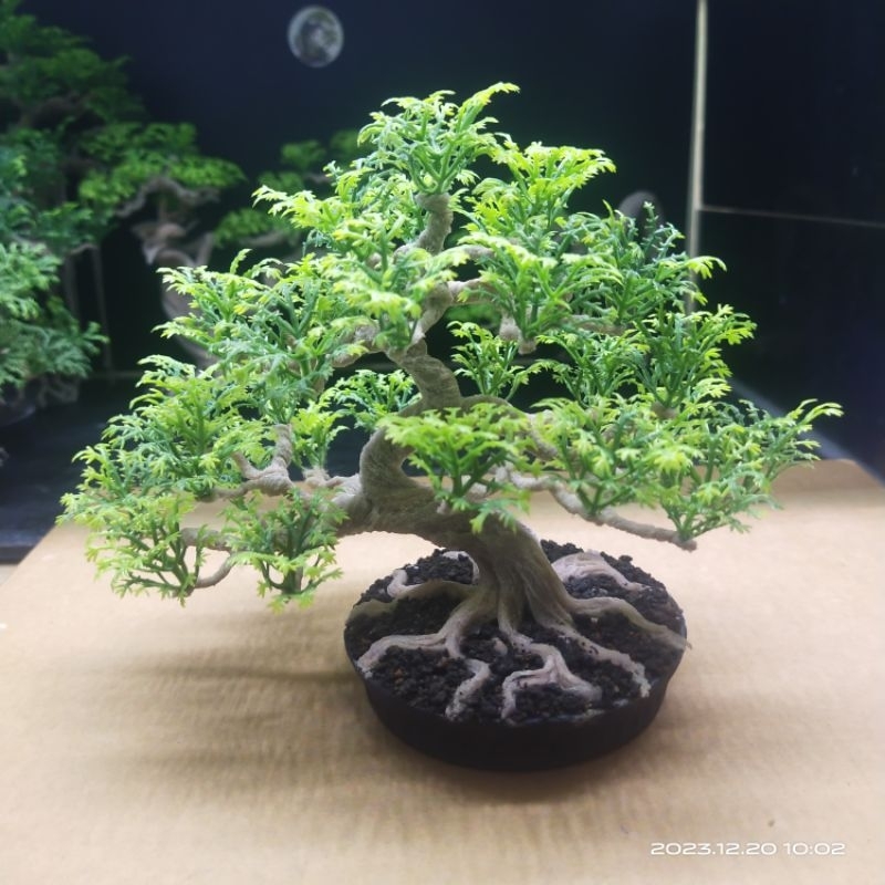 Bonsai Plastik Dekorasi Akuarium
