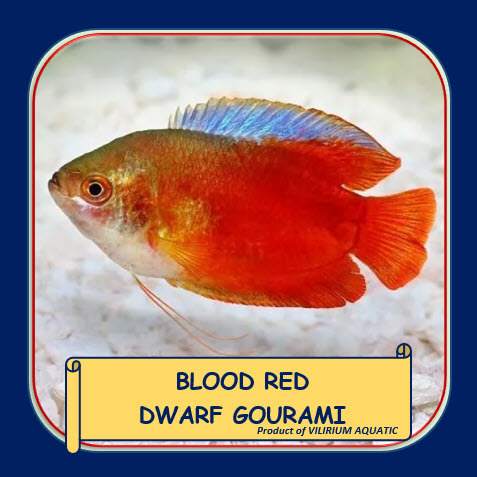 IKAN HIAS AIR TAWAR - BLOOD RED DWARF GOURAMI / SEPAT RALIS MERAH