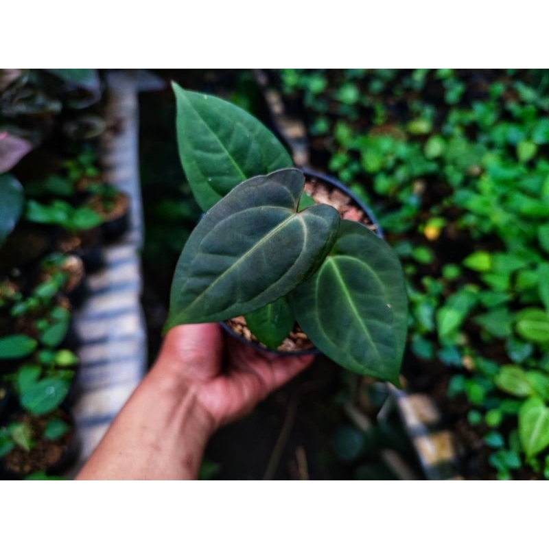 Tanaman hias kuping Gajah daun hitam Anthurium Papilaminum Legend Xone