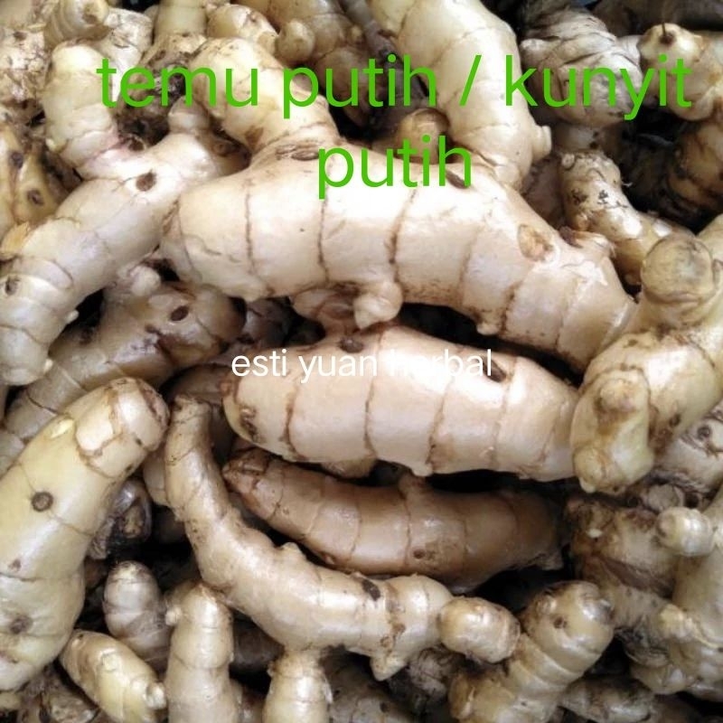 

kunyit putih / temu putih / temu mangga 1kg