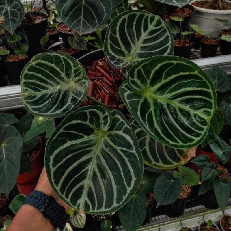 Anthurium Dorayaki x silverblush | kuping gajah dorayaki. uk remaja (sortir random petani)