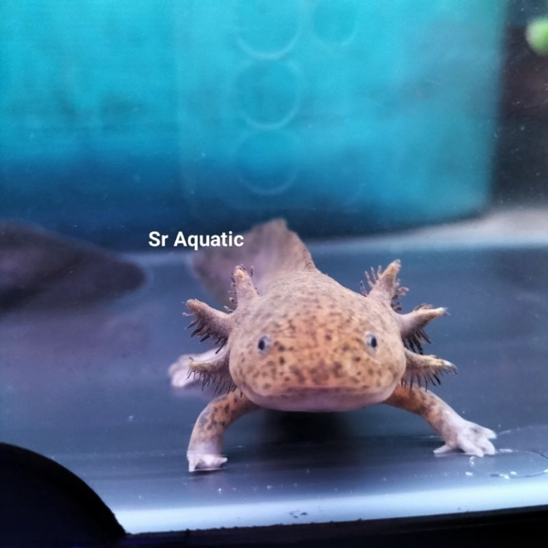 Axolotl Salamander Air Black / axolotl Salamander Air Marble