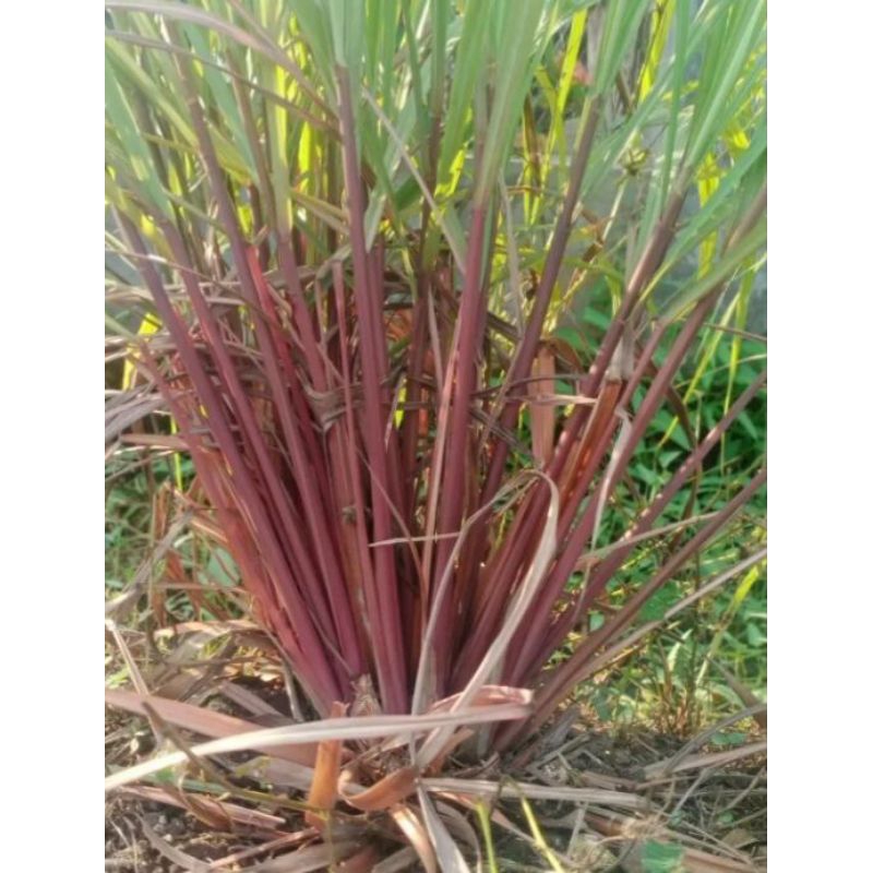 

Sereh wangi atau sereh merah perbatang bibit tanaman