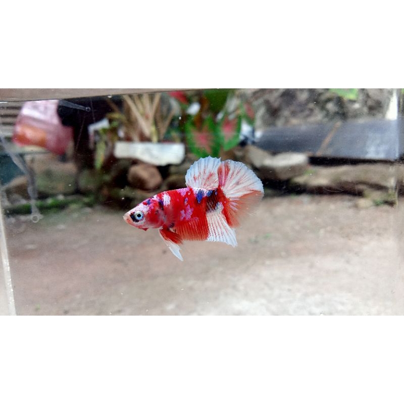 IKAN CUPANG BARONGSAI MULTICOLOR