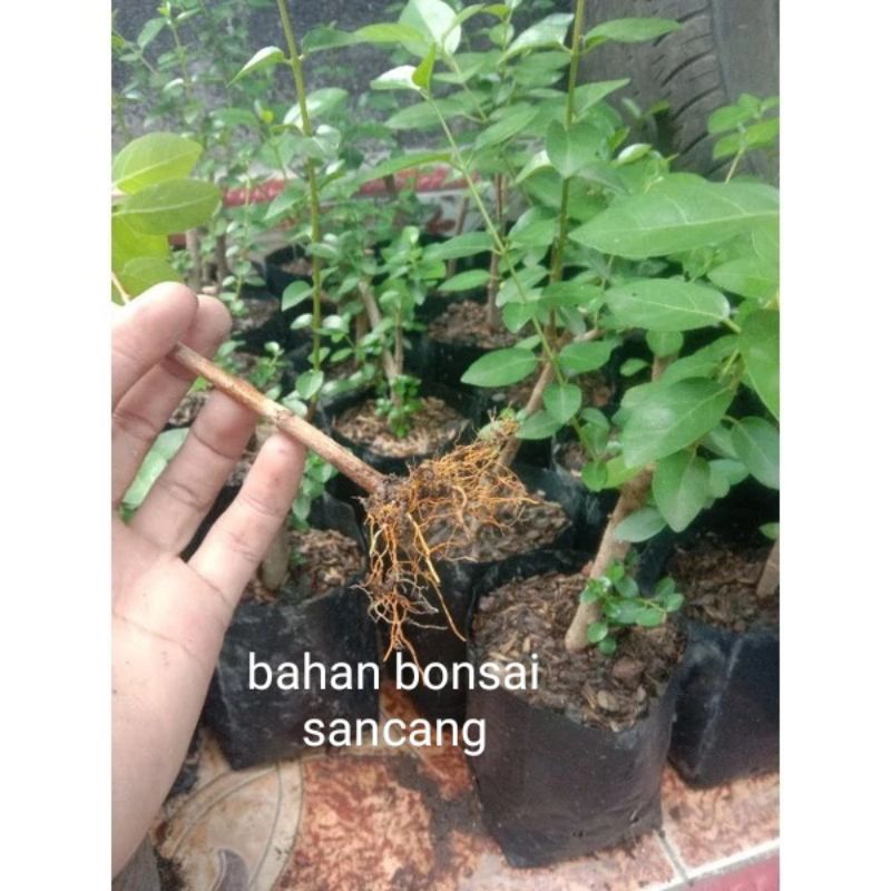 bonsai sancang bahan bonsai sancang