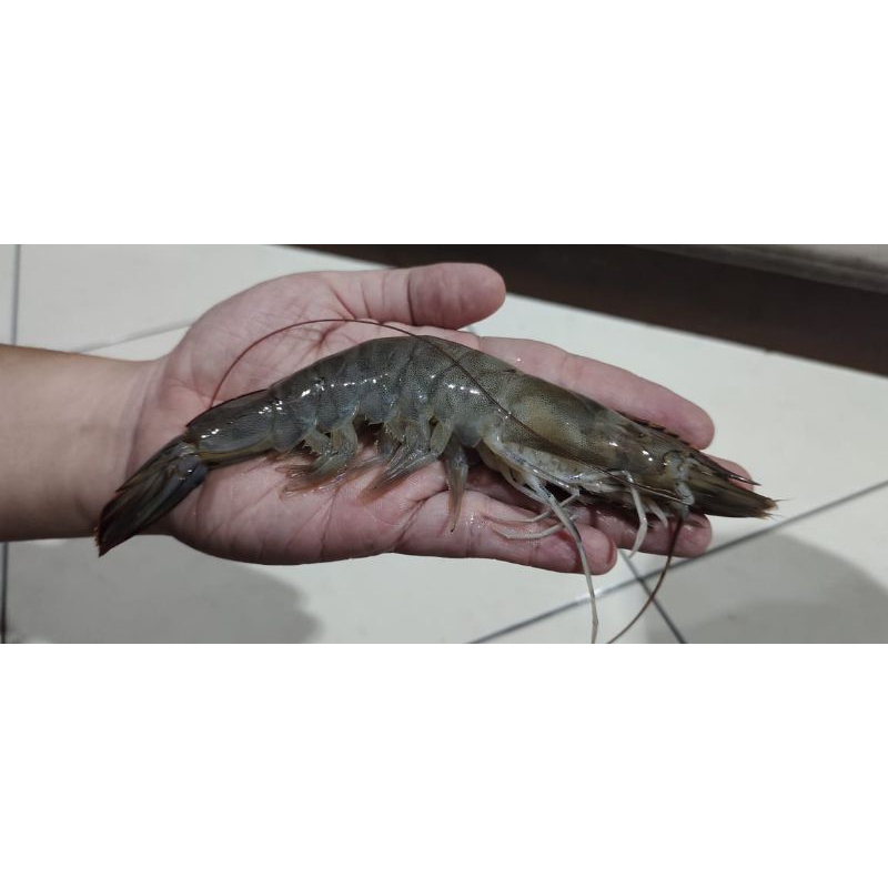 

Udang peci JUMBO
