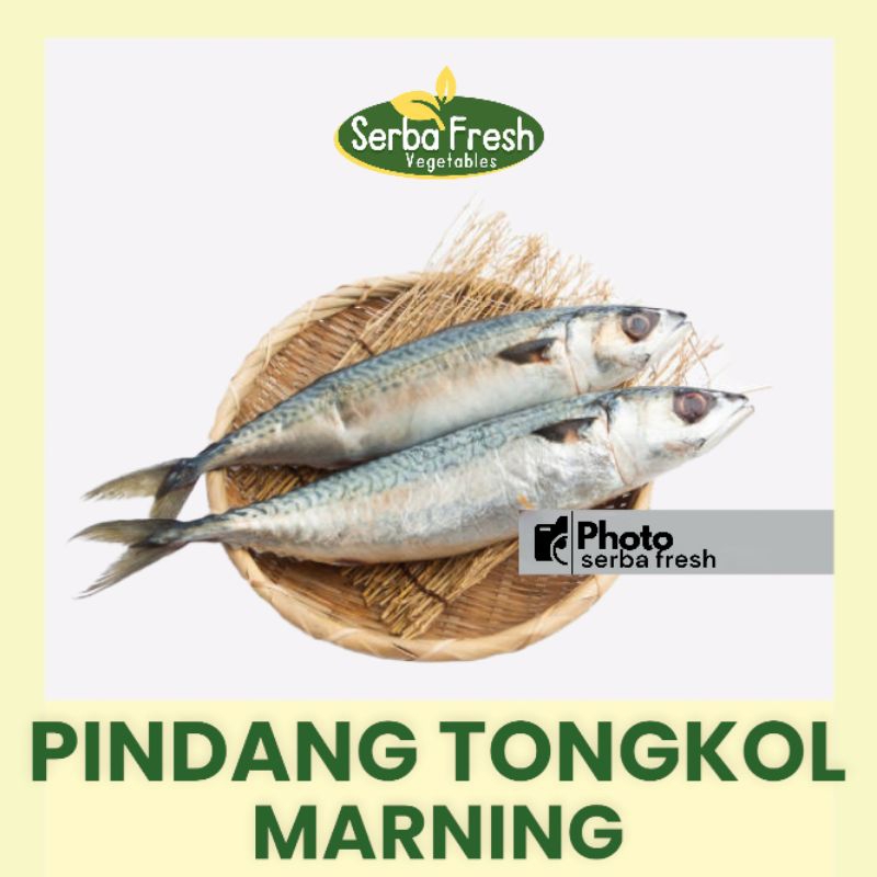 

PINDANG TONGKOL / SALEM / MARNING | 2-4 EKOR | SERBA FRESH