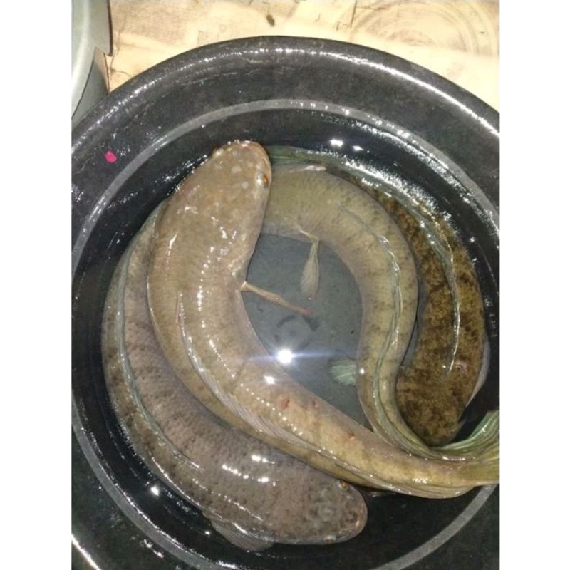 

ikan gabus besar isi 2-3 per kilo