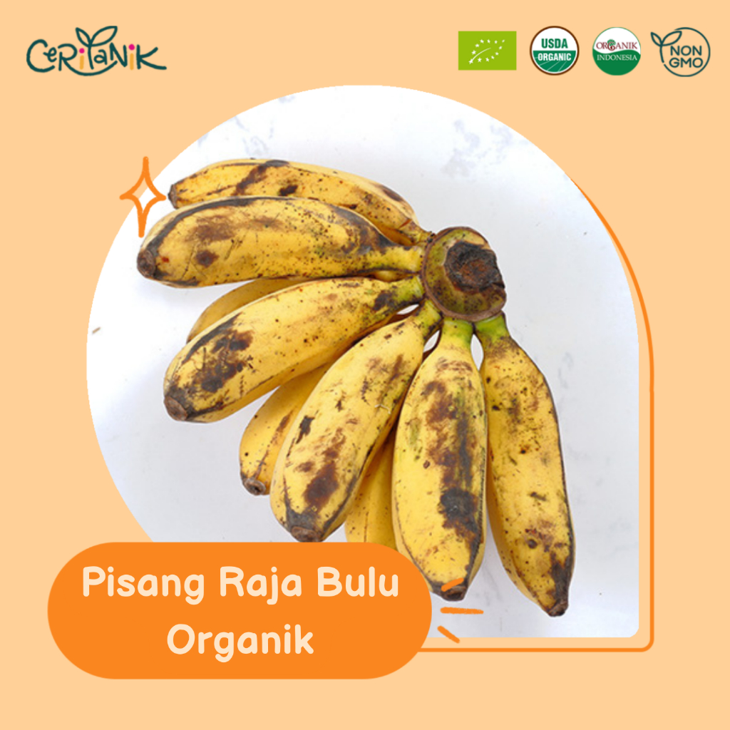 

Pisang Raja Bulu Organik 1 kg - Ceritanik - Raja Banana Organic - Buah Organik Murah - Buah Organik Sehat - Buah Organik Premium