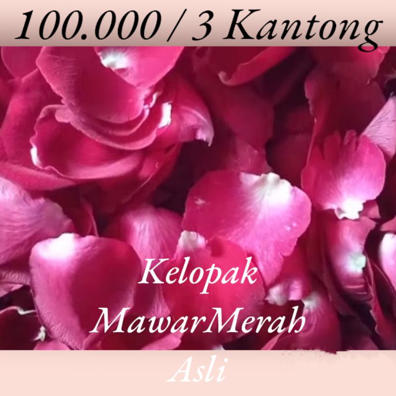 kelopak mawar merah asli red rose petals 3 kantong termurah