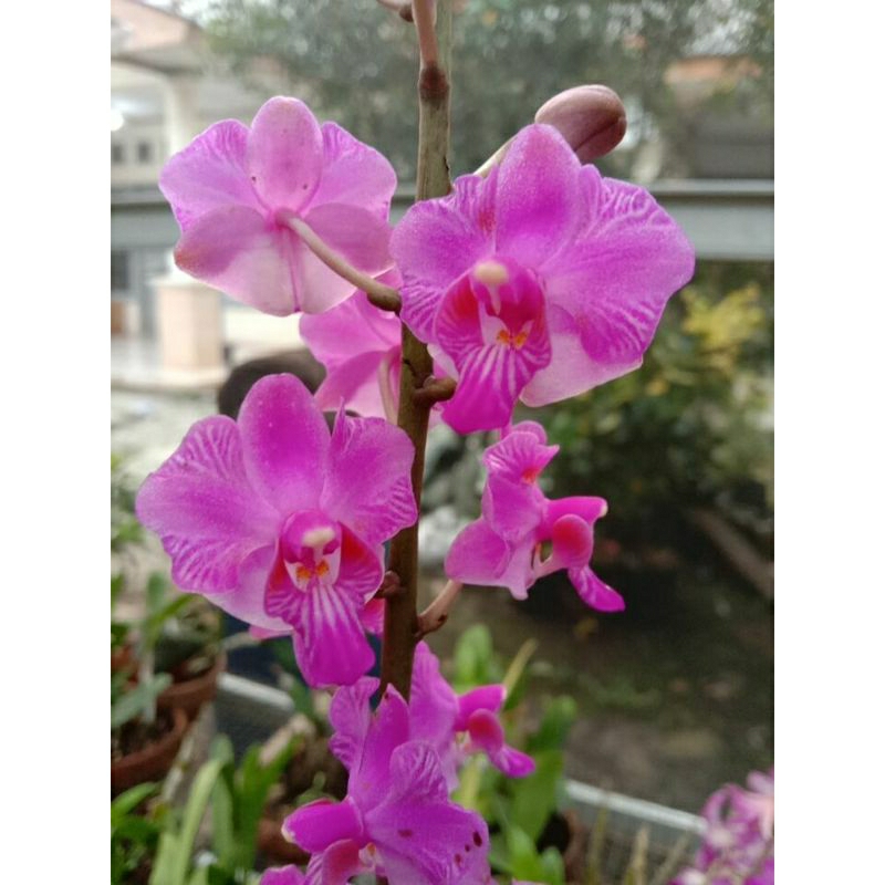 anggrek bulan doritis pink lidah pink dewasa spike+pot angrek merah muda bergaris Niming tanamanhias