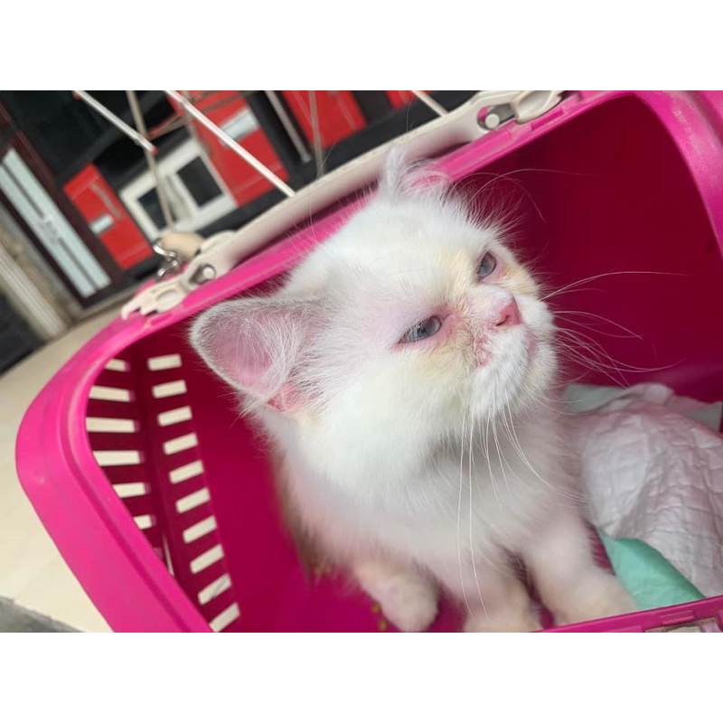 Kucing Persia flatnose putih mata biru adult