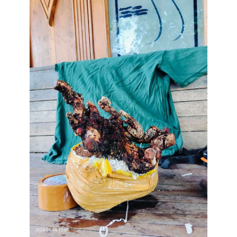 dongkelan bonsai santigi karang sulawesi