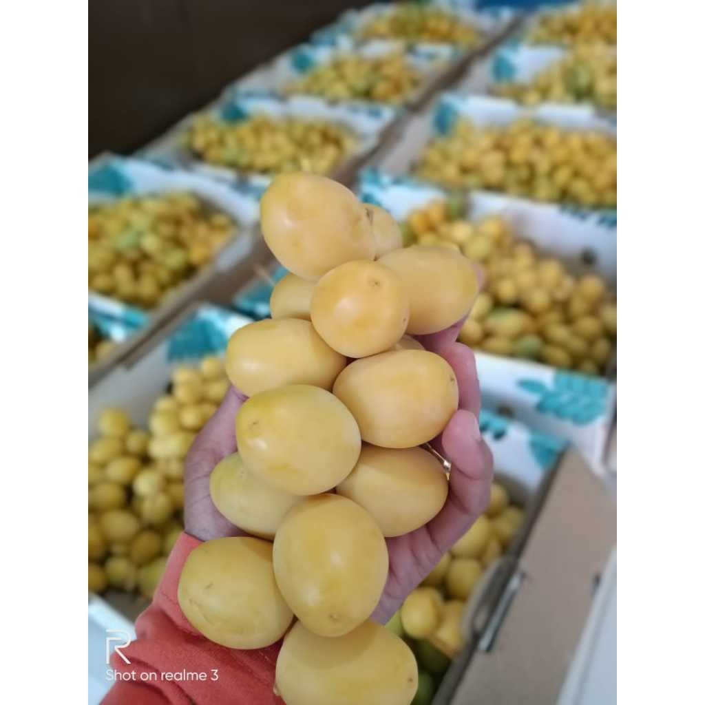 

Kurma Muda FRESH NO FROZEN Kurmud Segar Original | | Kurma Muda Promil | Kurmud Promil | Kurma Ruthob Libya 500gram