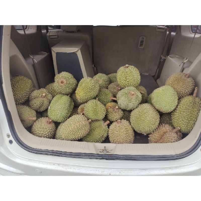 

durian lokal asli ngebel
