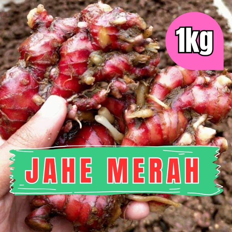 

Jahe merah 1kg FULL TUA