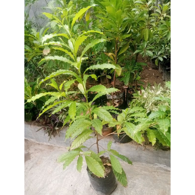 Bibit Abiu Jumbo Sawo Australia