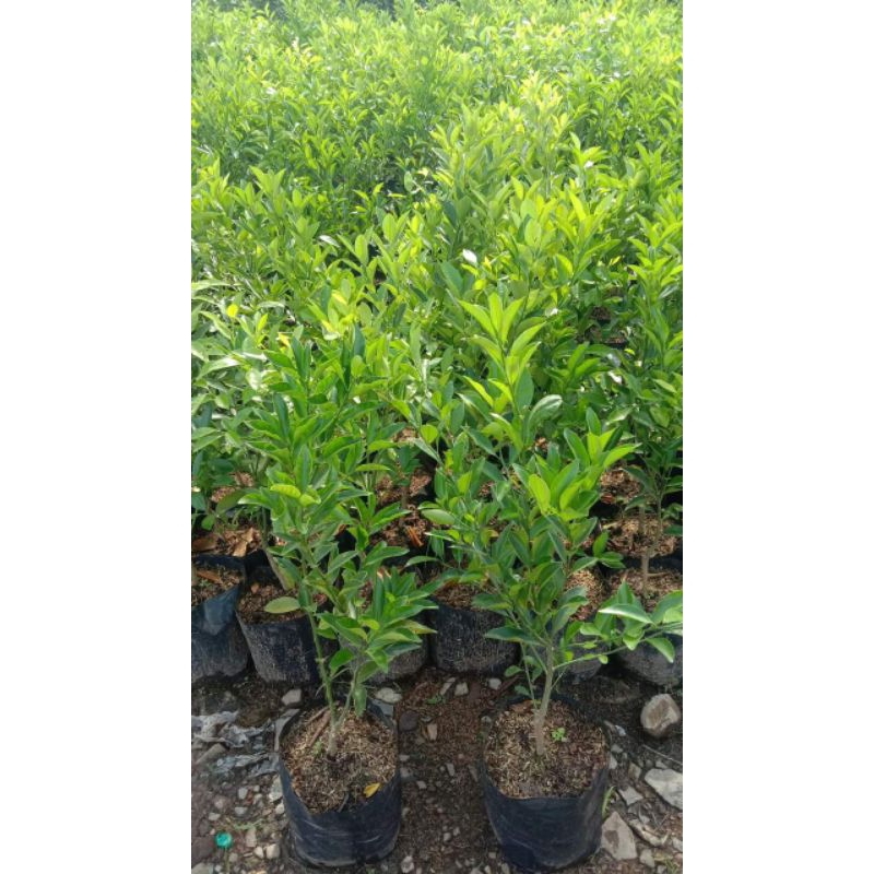 Bibit Jeruk RGL (Rimau Gerga Lebong) Valid