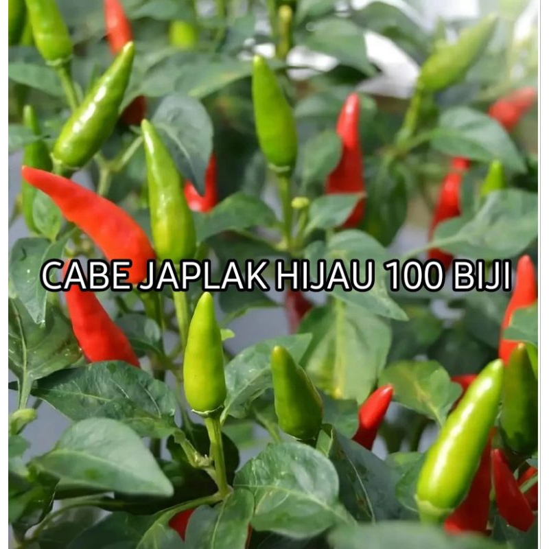 100 Biji Cabe Japlak Hijau |  Cabai Rawit Hijau