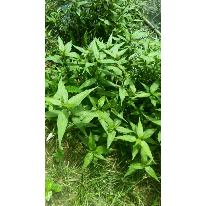 

daun kesum/daun laksa leaf segar organik 1kg