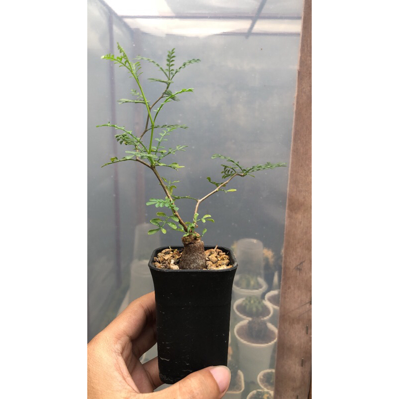 Bonsai Operculicarya Pachypus Sudah Keluar Otot