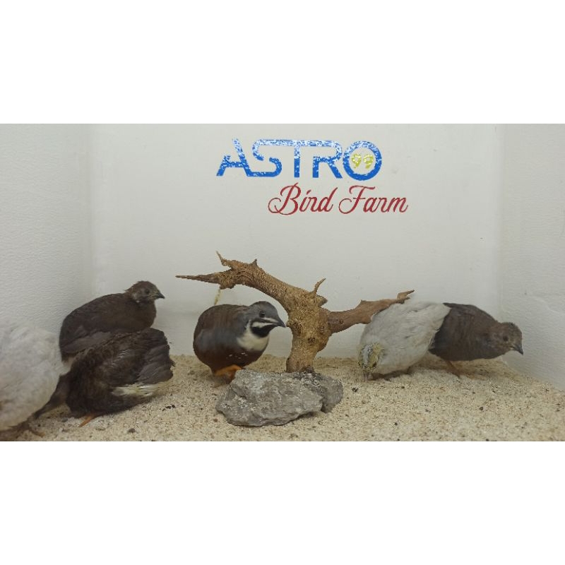Burung Puyuh Batu Hias Pembersih Kandang Koloni Aviary
